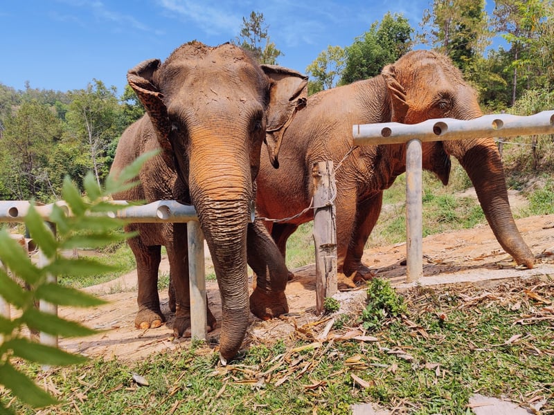 Elephants at Chang Chill sanctuary