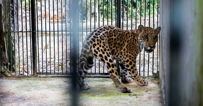 Rescued jaguar cub in a pen before being released