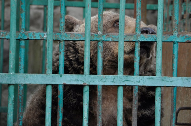 bear, Romania