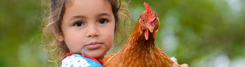 Girl holding chicken in Argentina