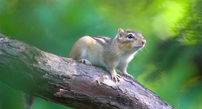 A chipmunk sitting on a log