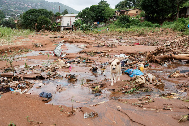 Sierra Leone dog at scene of mudslides