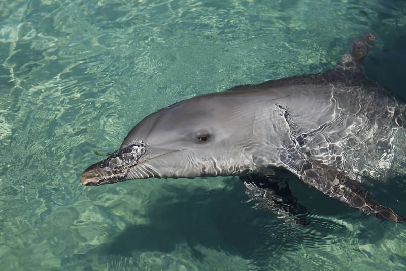 Dolphin in captivity at entertainment venue - World Animal Protection - Wildlife. Not entertainers