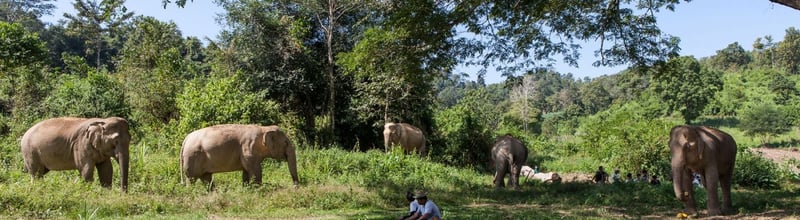 Elephant in Thailand