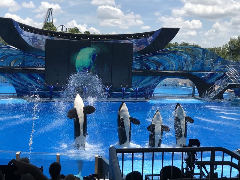 Four orcas jumping out of the water during SeaWorld's orca show.