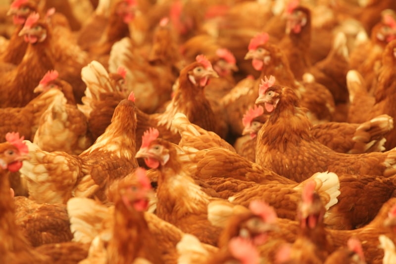 McDonalds goes cage-free