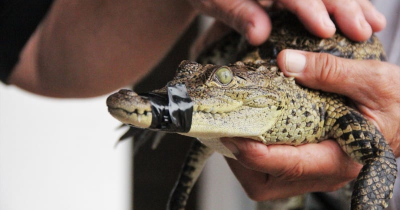 A crocodile with their mouth taped shut