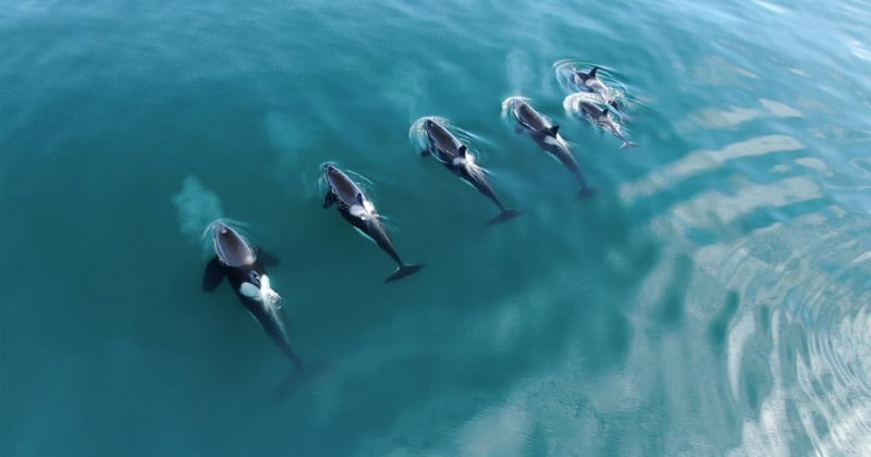 A pod of orca whales in the wild
