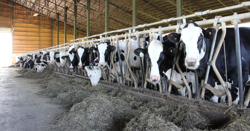 Dairy cows housed in tie stalls on a farm in Canada.