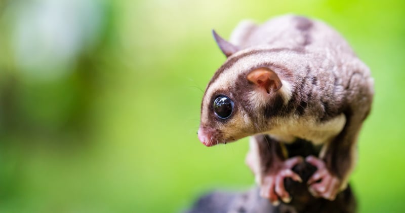 Korthovedet flyvepungegern - vilde dyr er ikke kæledyr