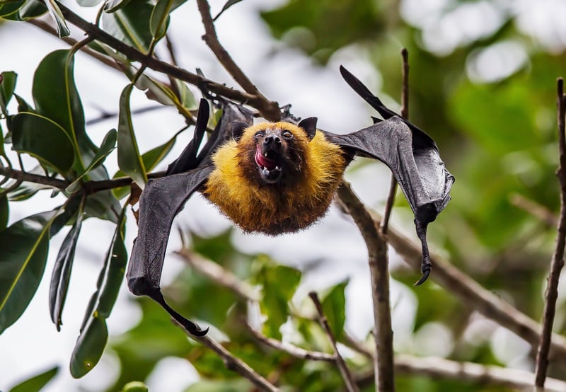 A bat hanging from a tree. Photo by Thomas Lipke on Unsplash