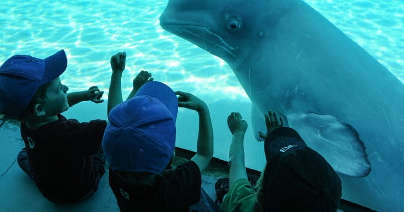 A beluga whale at Marineland