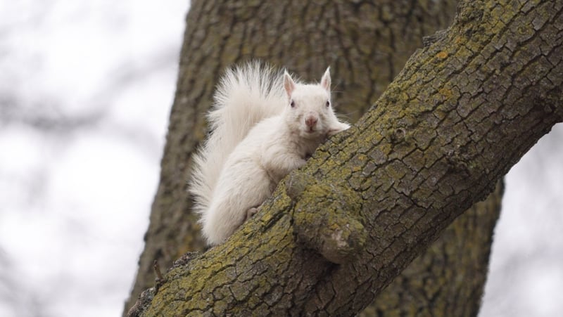 Pictured: A white squirrel. © Julian Victor