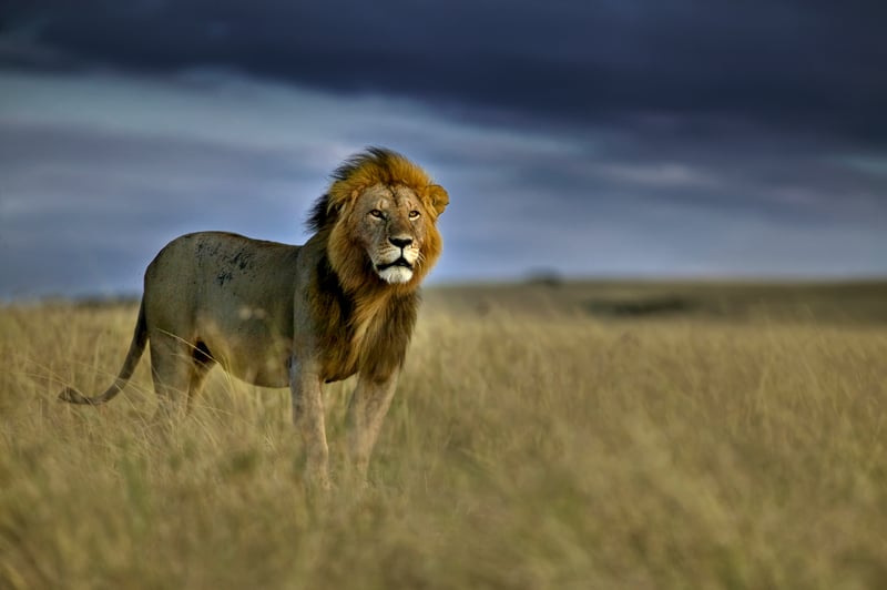 A storm cloud looms behind an adult male lion on the plains of the Masai Mara national reserve in Kenya.