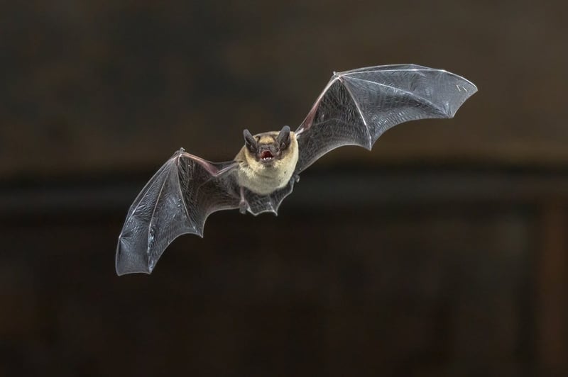 A wild bat flying at night