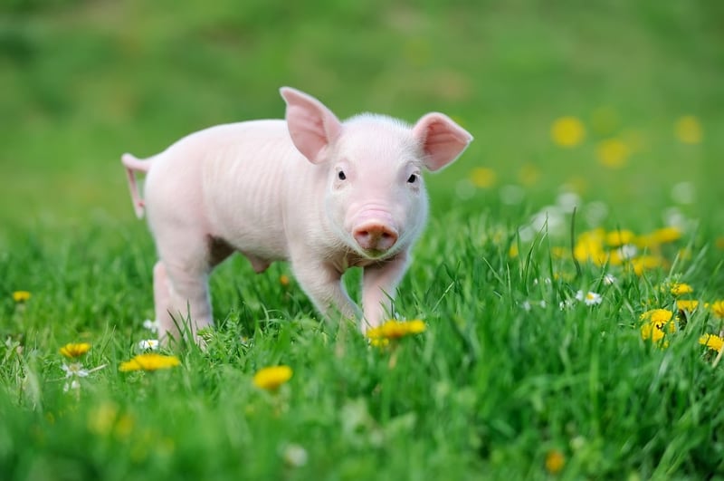 A piglet in the grass