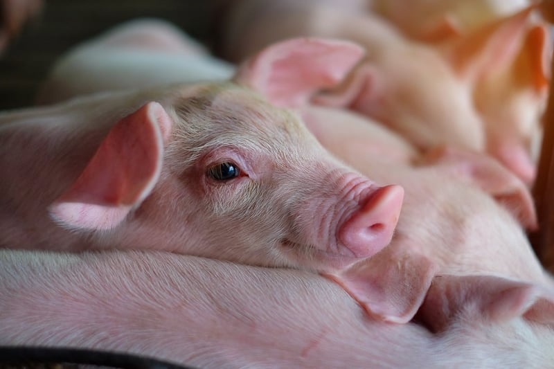 Piglets on a farm