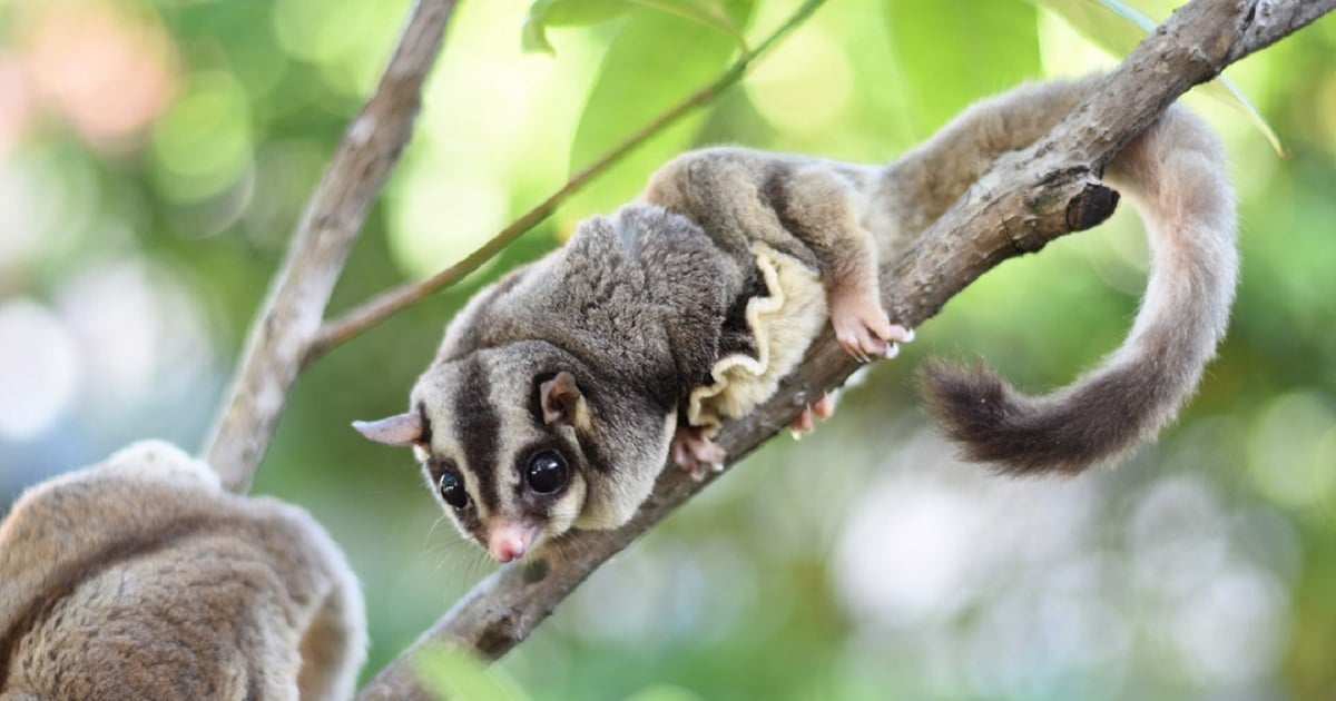 A sugar glider in the wild