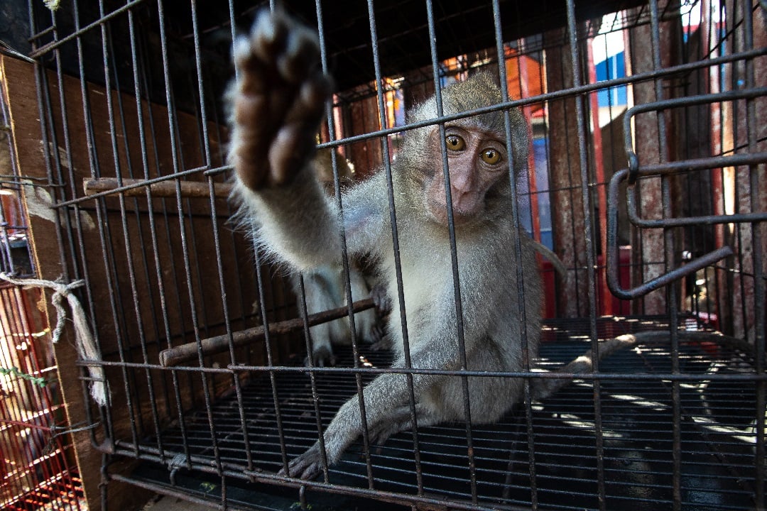 A monkey in a cage