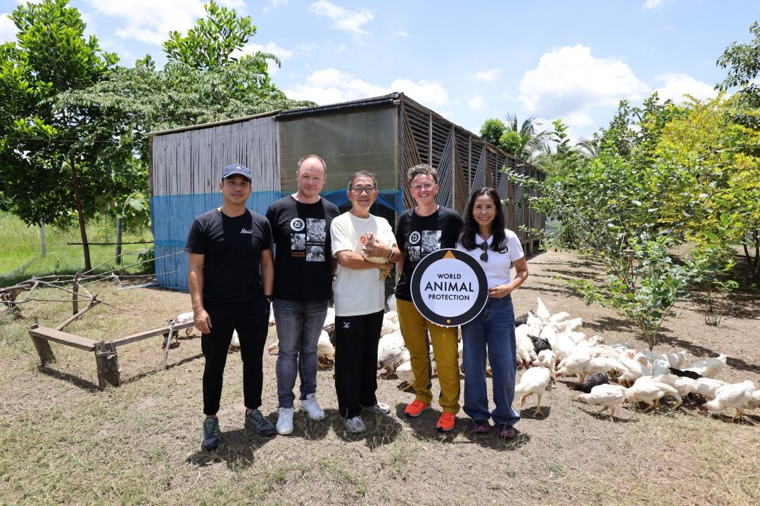 World Animal Protection at a high welfare chicken farm in Thailand
