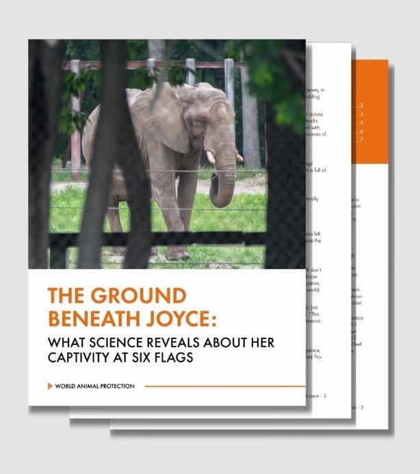 Ground Beneath Joyce report preview