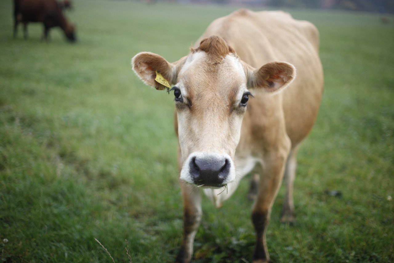 A cow standing in the grass