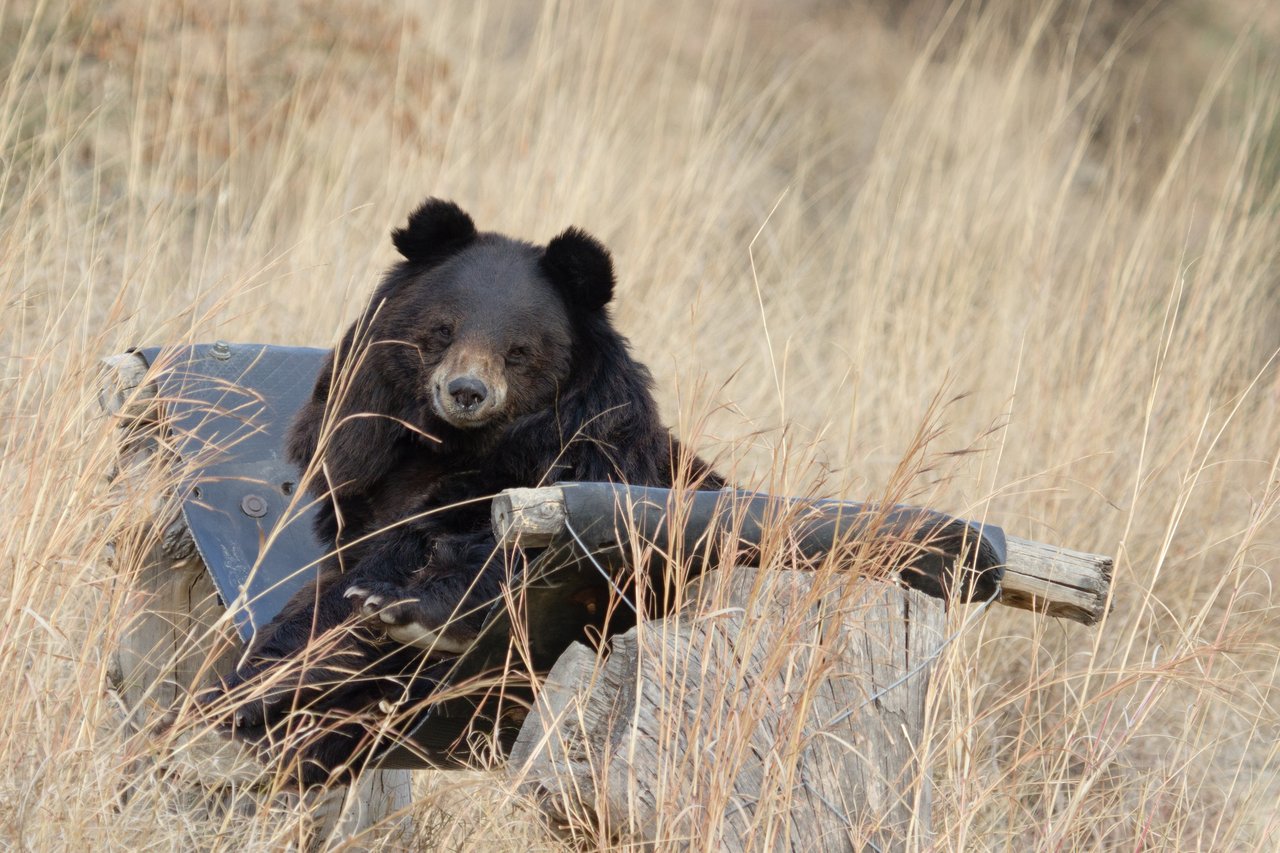 A bear in the wild