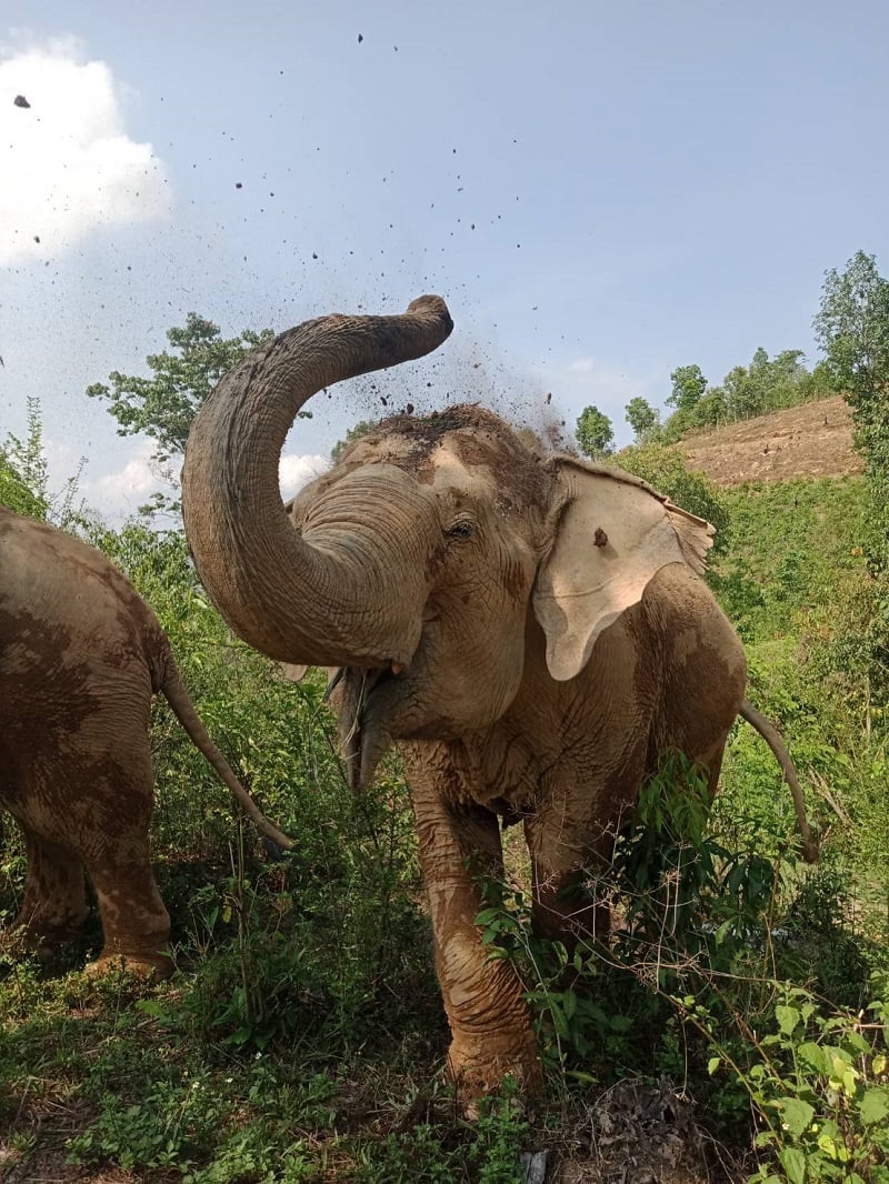 Mae Gorgae rescued elephant in sanctuary