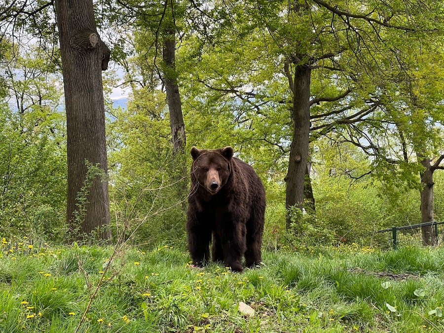 Bolik the rescued bear