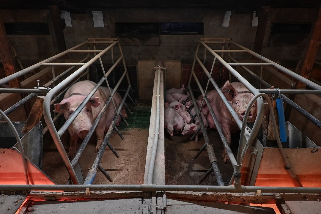 Pigs in a factory farm