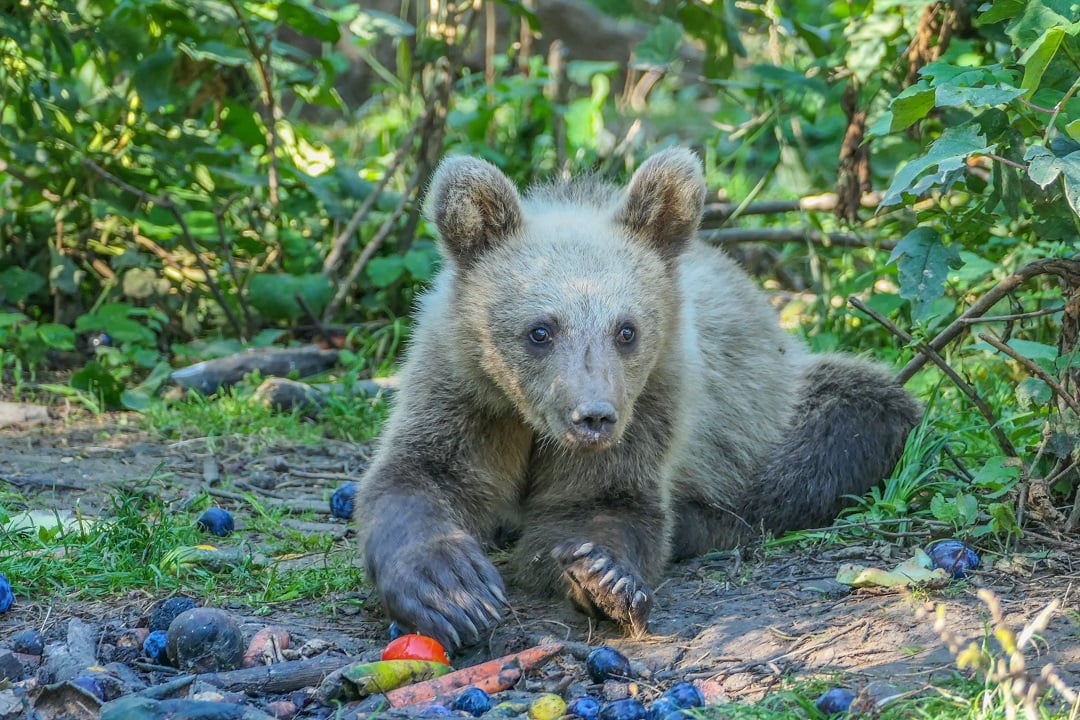 A bear in a sanctuary