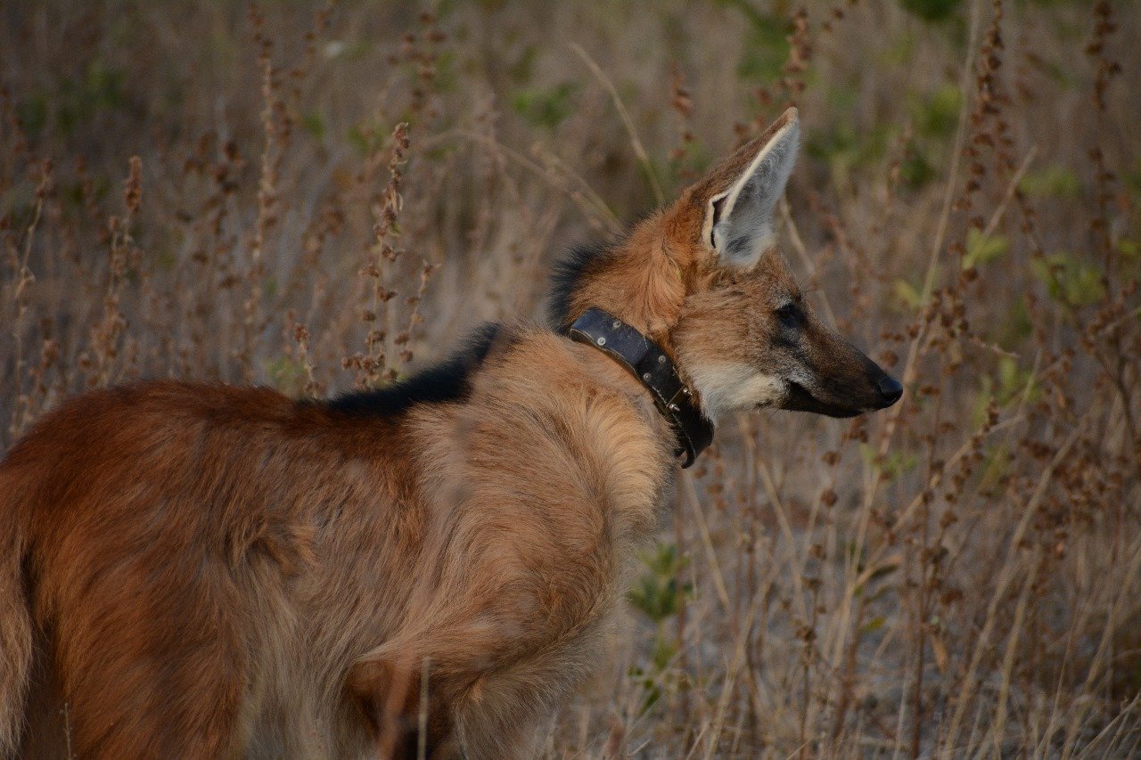 A maned wolf with a radio collar