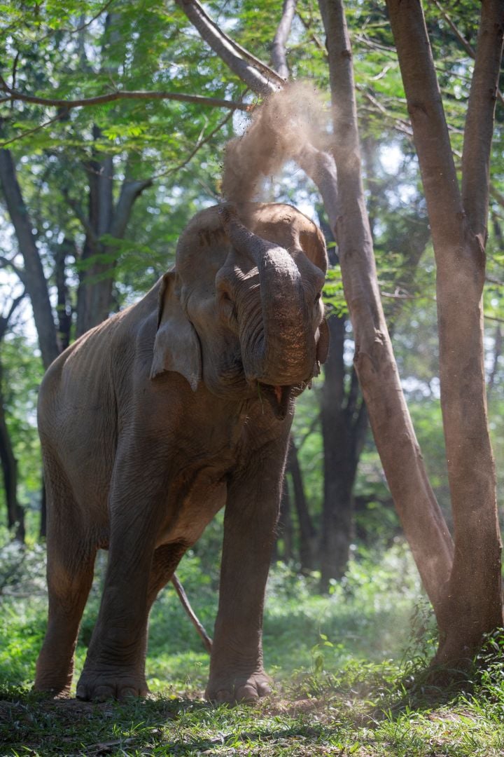 An elephant in sanctuary