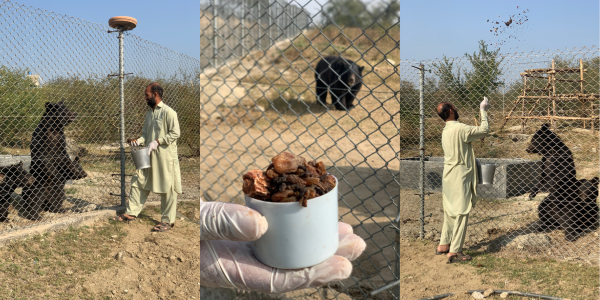 Dried fruit day at Balkasar Bear Sanctuary