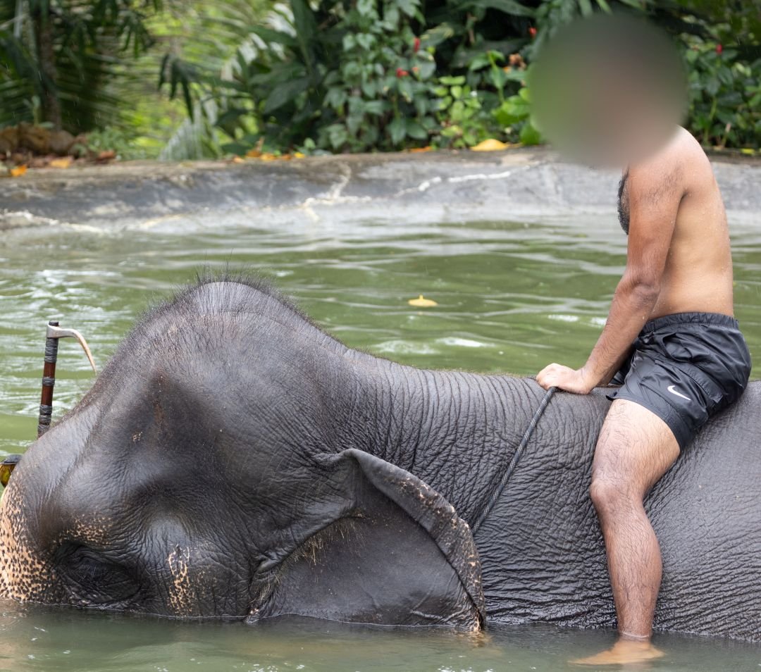 A tourist riding and bathing an elephant