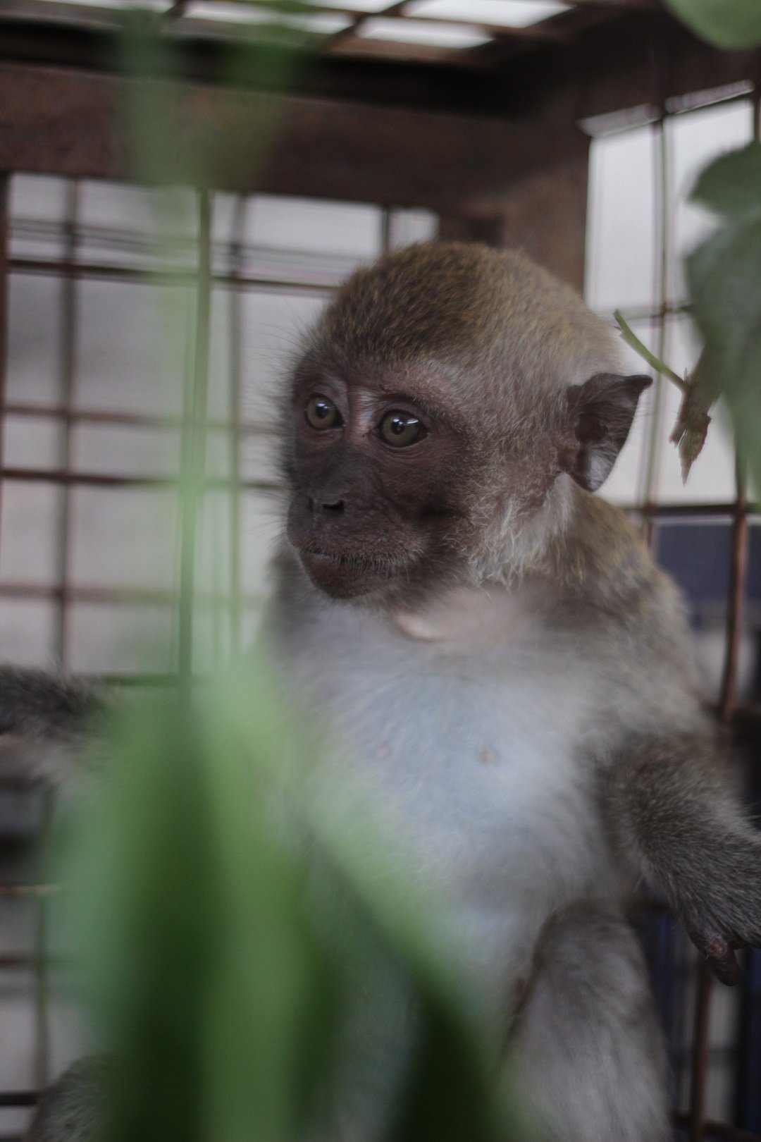 A monkey rescued from the cruel dancing monkey entertainment industry