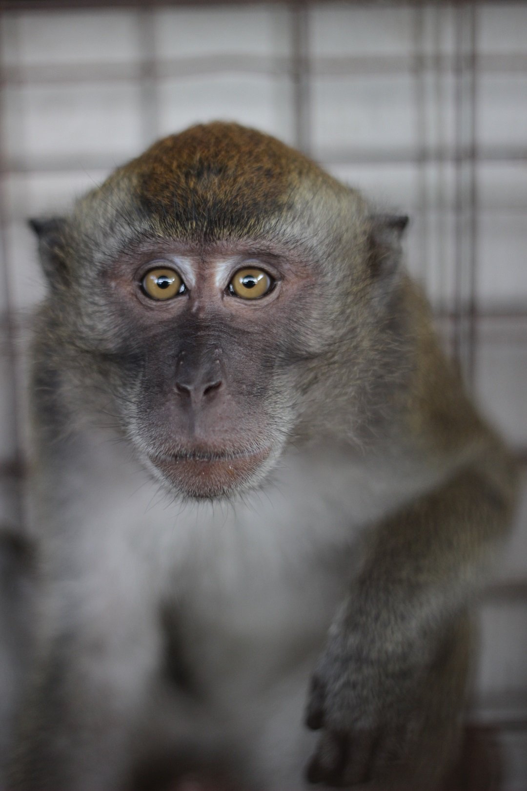 A monkey rescued from the cruel dancing monkey entertainment industry