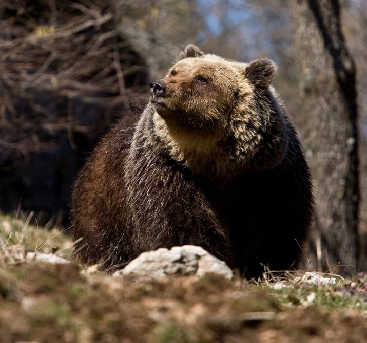 Brown bear