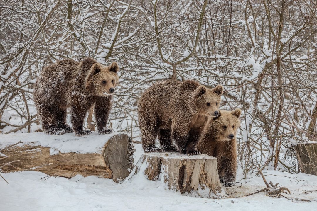Bear cubs in the snow at Libearty sanctuary