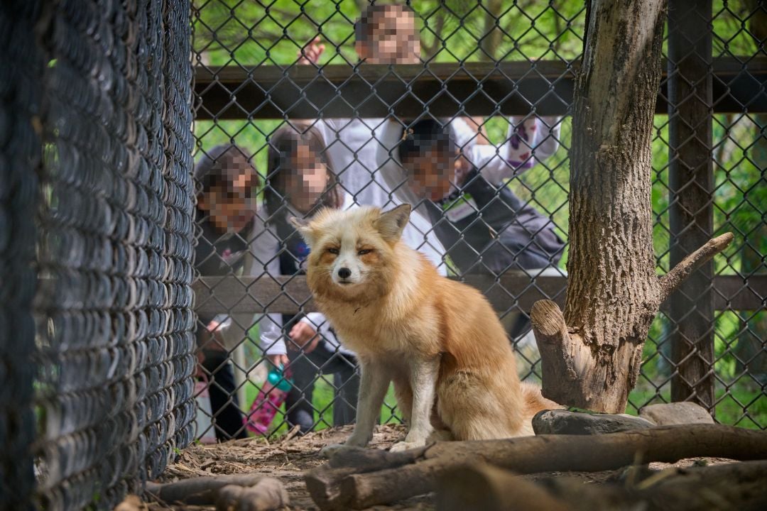 A captive fox in a roadside zoo in Ontario