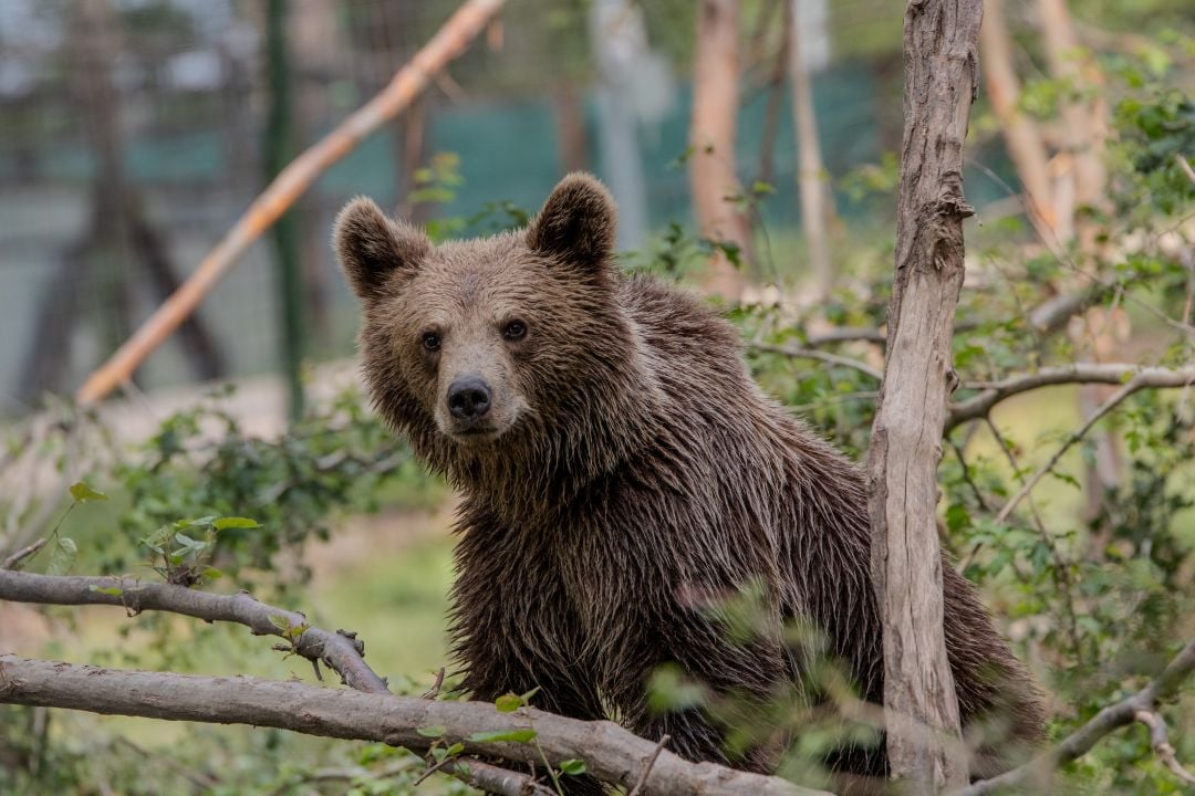 Alexandra, rescued bear at Libearty sanctuary