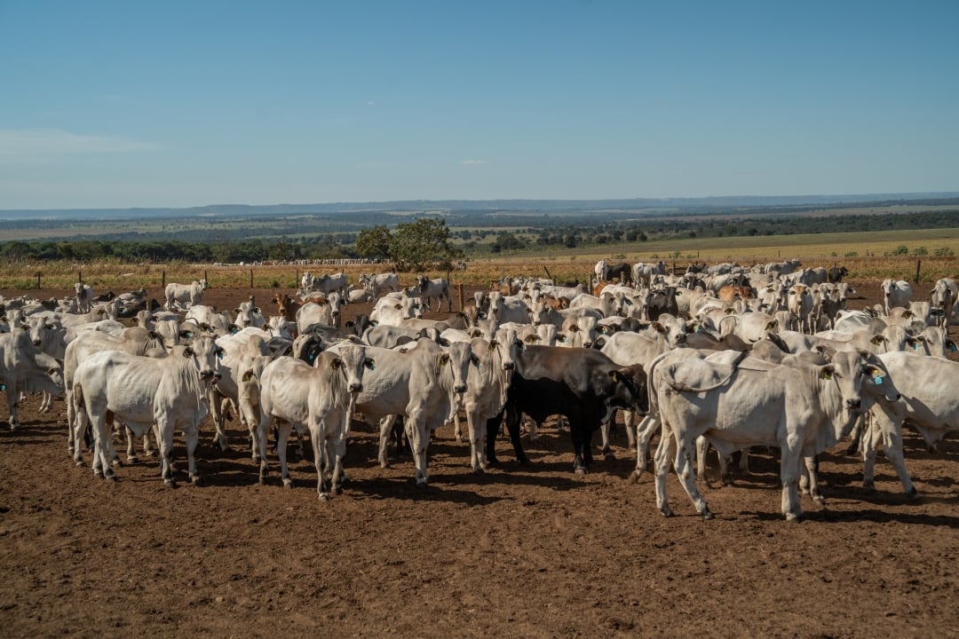 Cattle on a feedlot