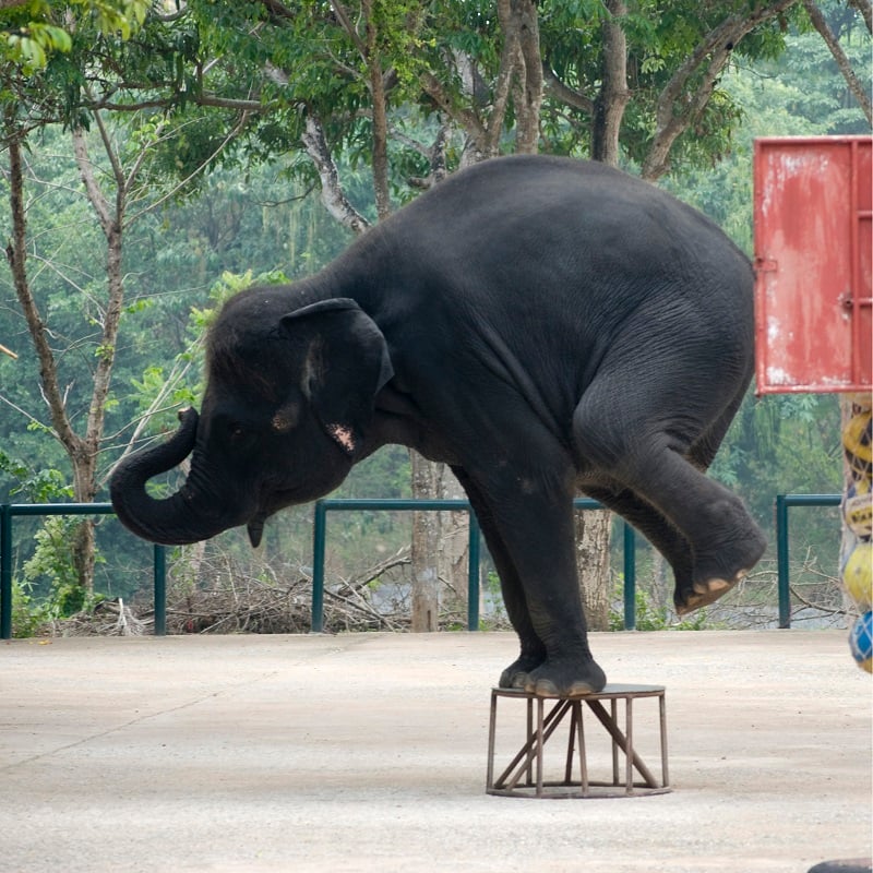 An elephant performing