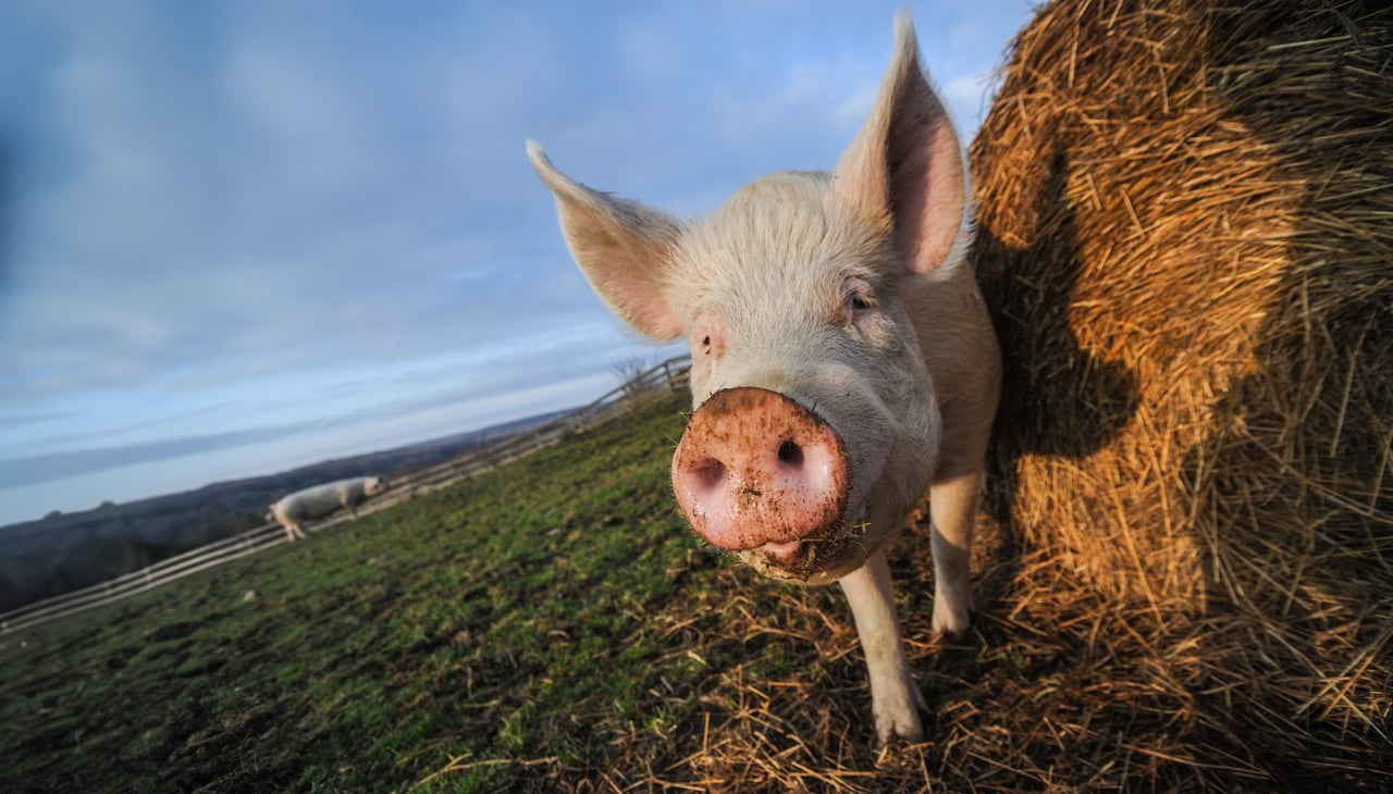 A pig standing in the field