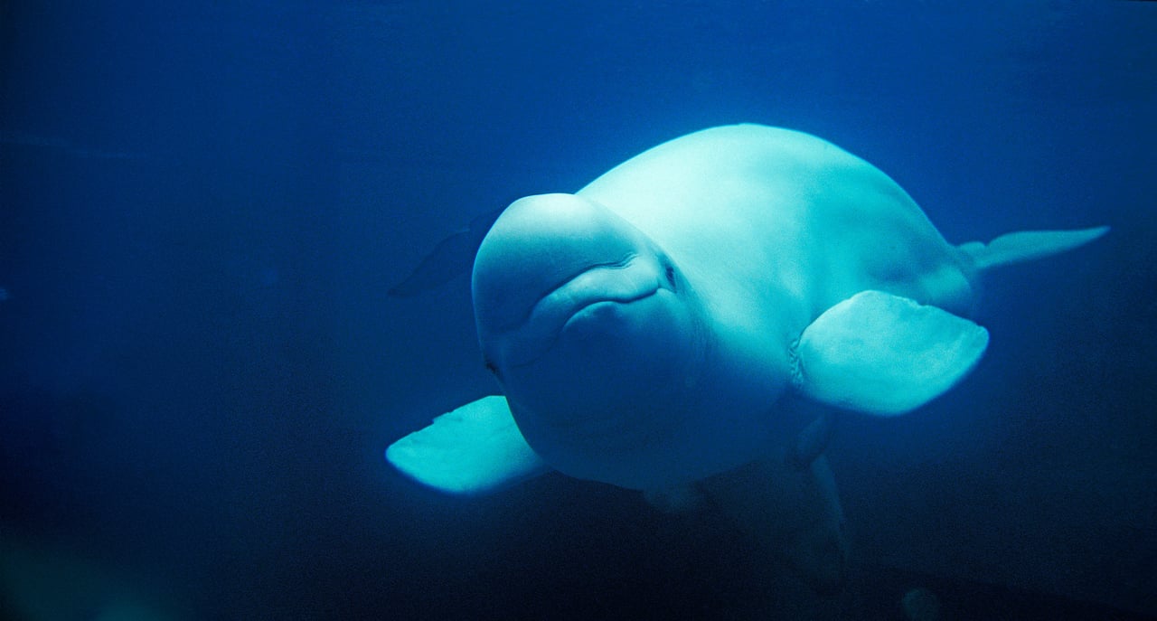 A beluga swimming in the wild