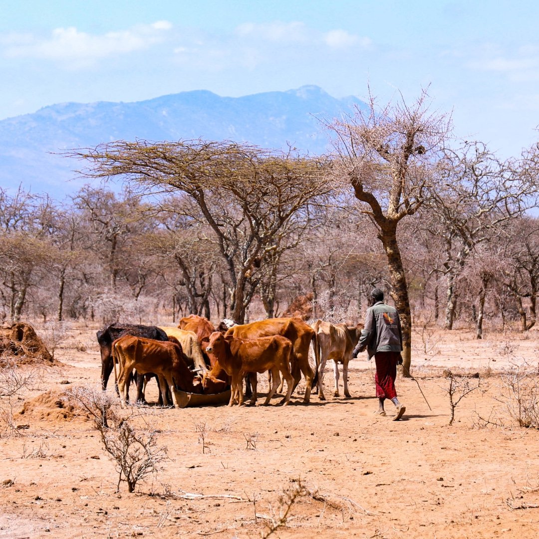 Cows in arid Africa