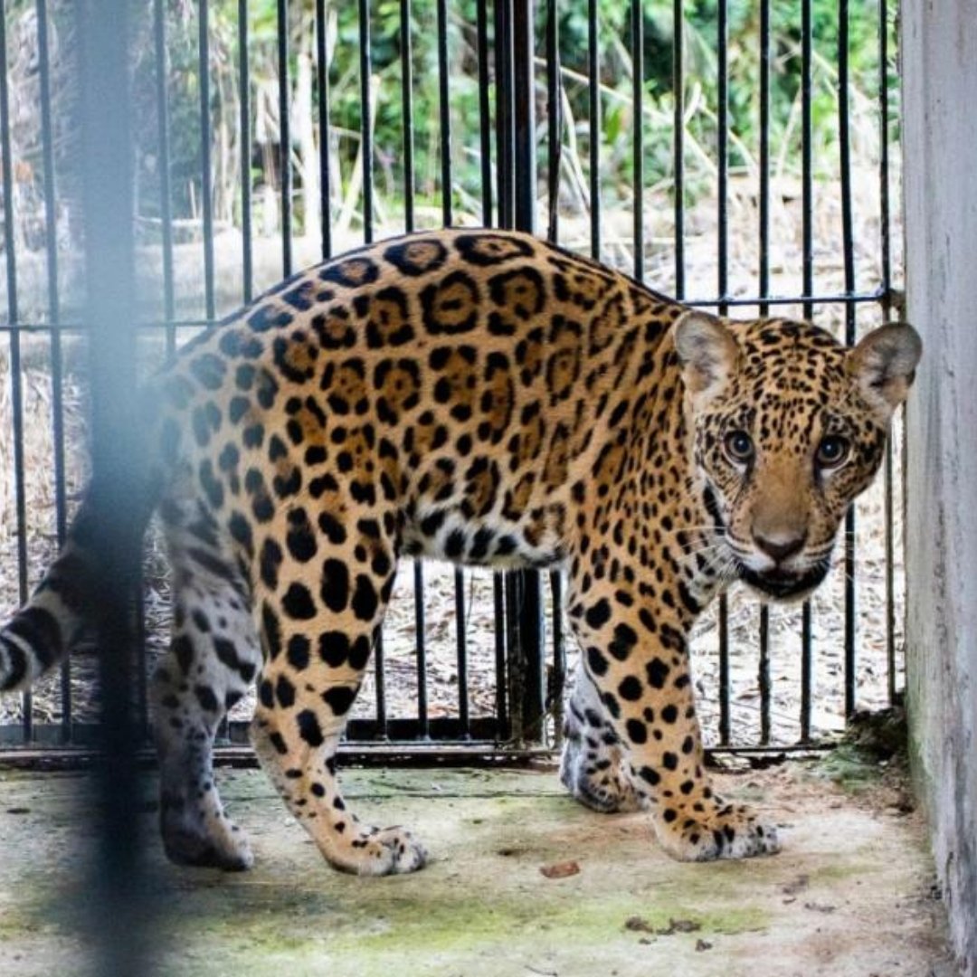 A jaguar cub in rehabilitation