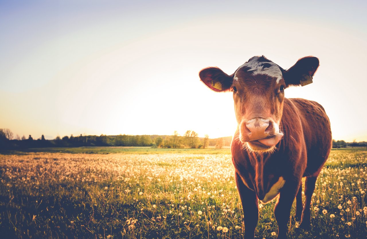 A cow standing in a field