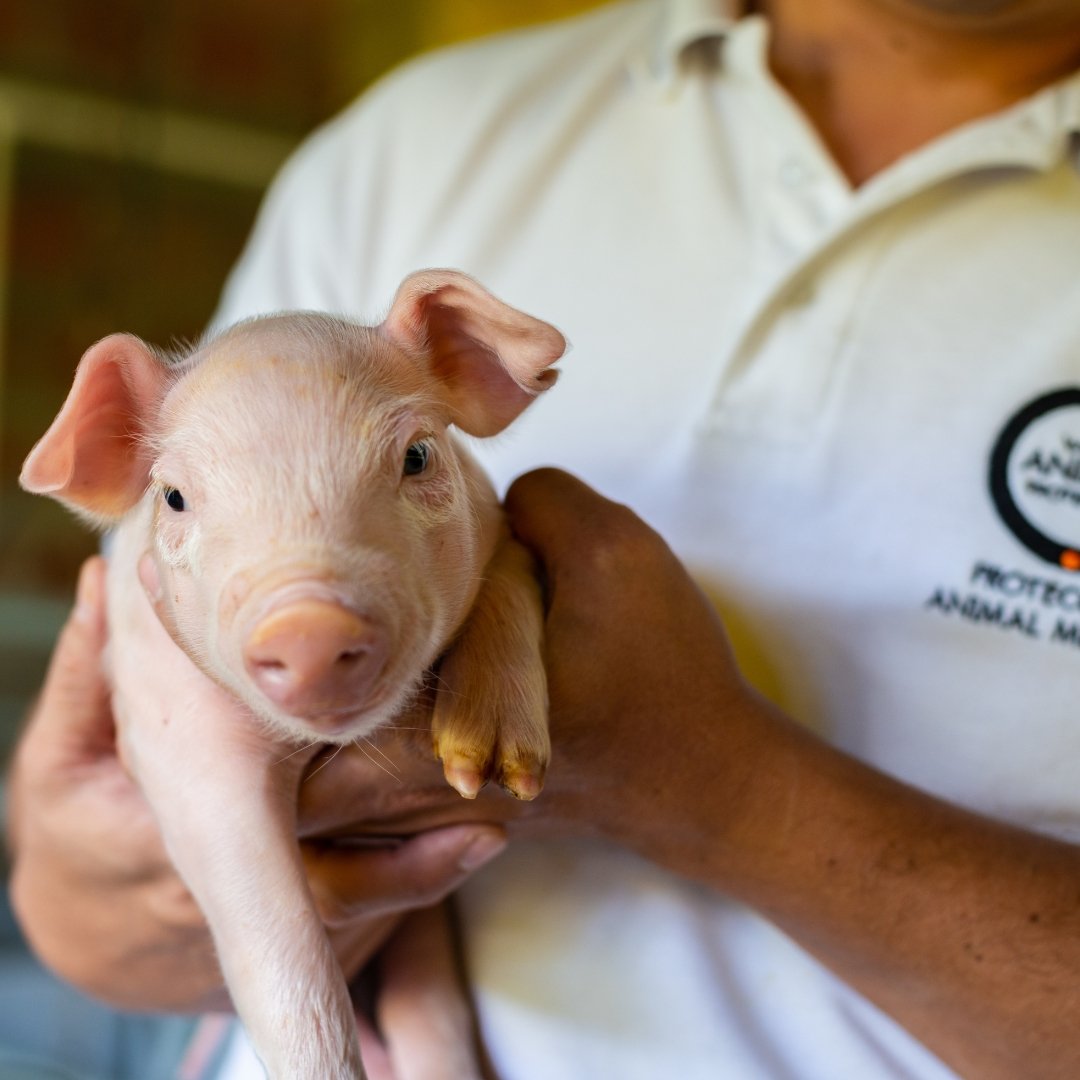 A piglet in the hands of a World Animal Protection staff member