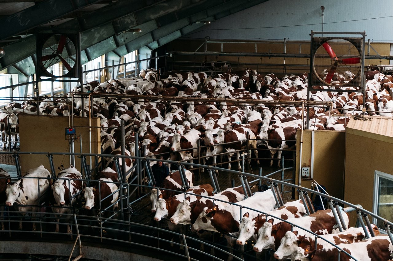 Dairy cows in an intensive system